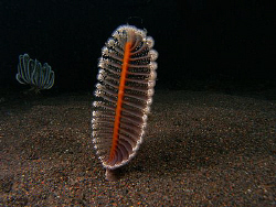 Sea Pen, Tulamben by Doug Anderson 